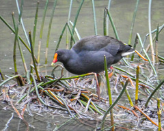 Gallinula tenebrosa