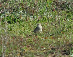 Aphelocephala leucopsis