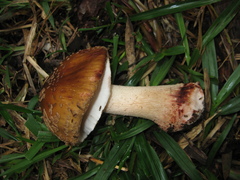 Amanita brunneolocularis