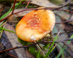 Amanita xanthocephala