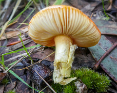 Amanita xanthocephala