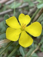 Hibbertia diffusa