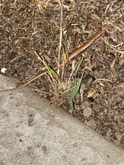 Elgaria multicarinata