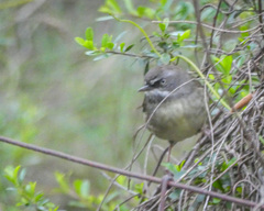 Sericornis frontalis