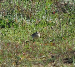 Aphelocephala leucopsis