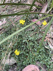 Hibbertia diffusa