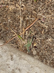 Elgaria multicarinata