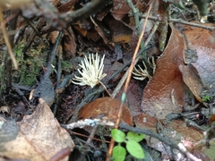 Clavariaceae