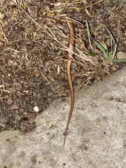 Elgaria multicarinata