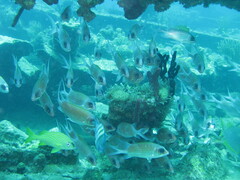 Holocentrus adscensionis