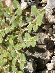 Euphorbia setiloba