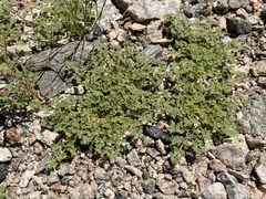 Euphorbia setiloba