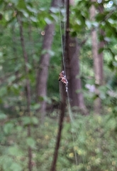 Araneidae