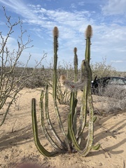 Lophocereus schottii