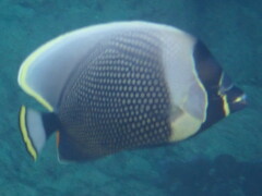 Chaetodon reticulatus
