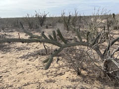 Stenocereus gummosus