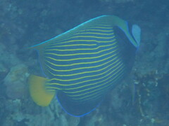 Pomacanthus imperator