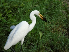 Ardea alba