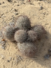 Mammillaria dioica