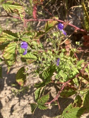 Trichostema dichotomum