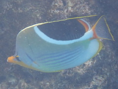 Chaetodon ephippium