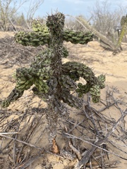 Cylindropuntia cholla