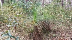 Xanthorrhoea