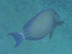 Acanthurus blochii