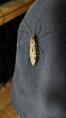 Tipula abdominalis