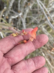 Euphorbia lomelii