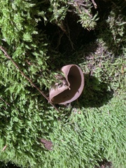 Pseudotaxiphyllum elegans