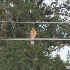 Buteo lineatus