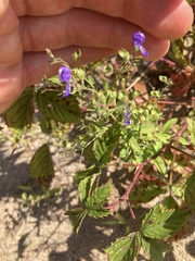 Trichostema dichotomum
