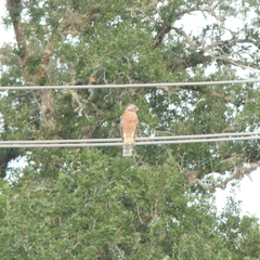 Buteo lineatus