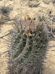 Ferocactus santa-maria