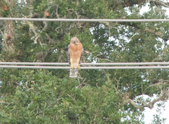Buteo lineatus