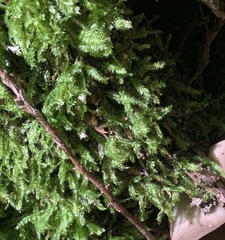 Pseudotaxiphyllum elegans