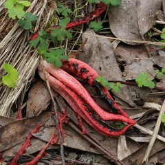 Clathrus archeri