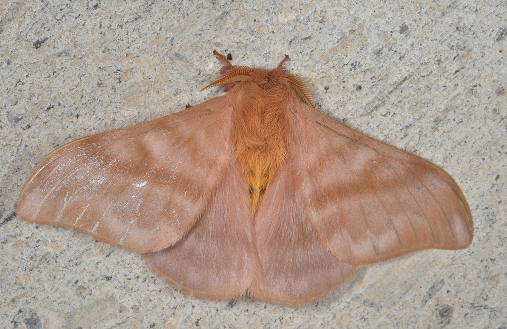 Hylesia colimatifex