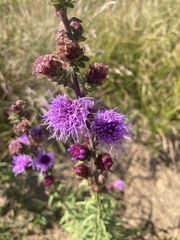 Liatris novae-angliae
