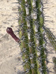 Stenocereus gummosus