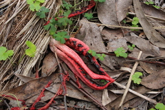 Clathrus archeri