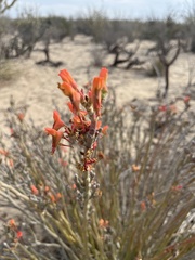Euphorbia lomelii
