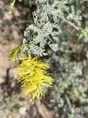 Prosopis palmeri