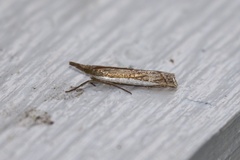 Crambus