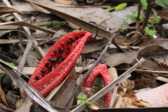 Clathrus archeri