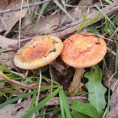 Amanita xanthocephala