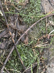 Fissidens