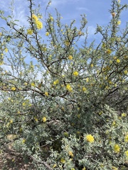 Prosopis palmeri