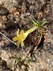 Diplacus longiflorus